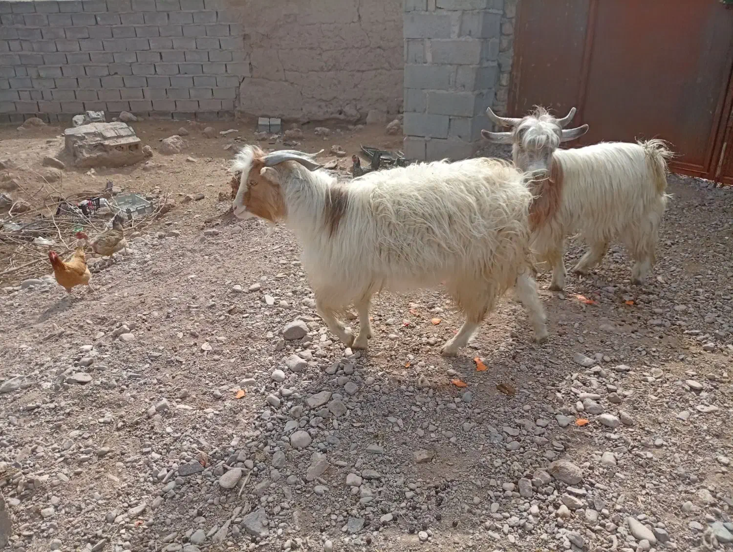 انواع گوسفند|حیوانات مزرعه|بم, |دیوار