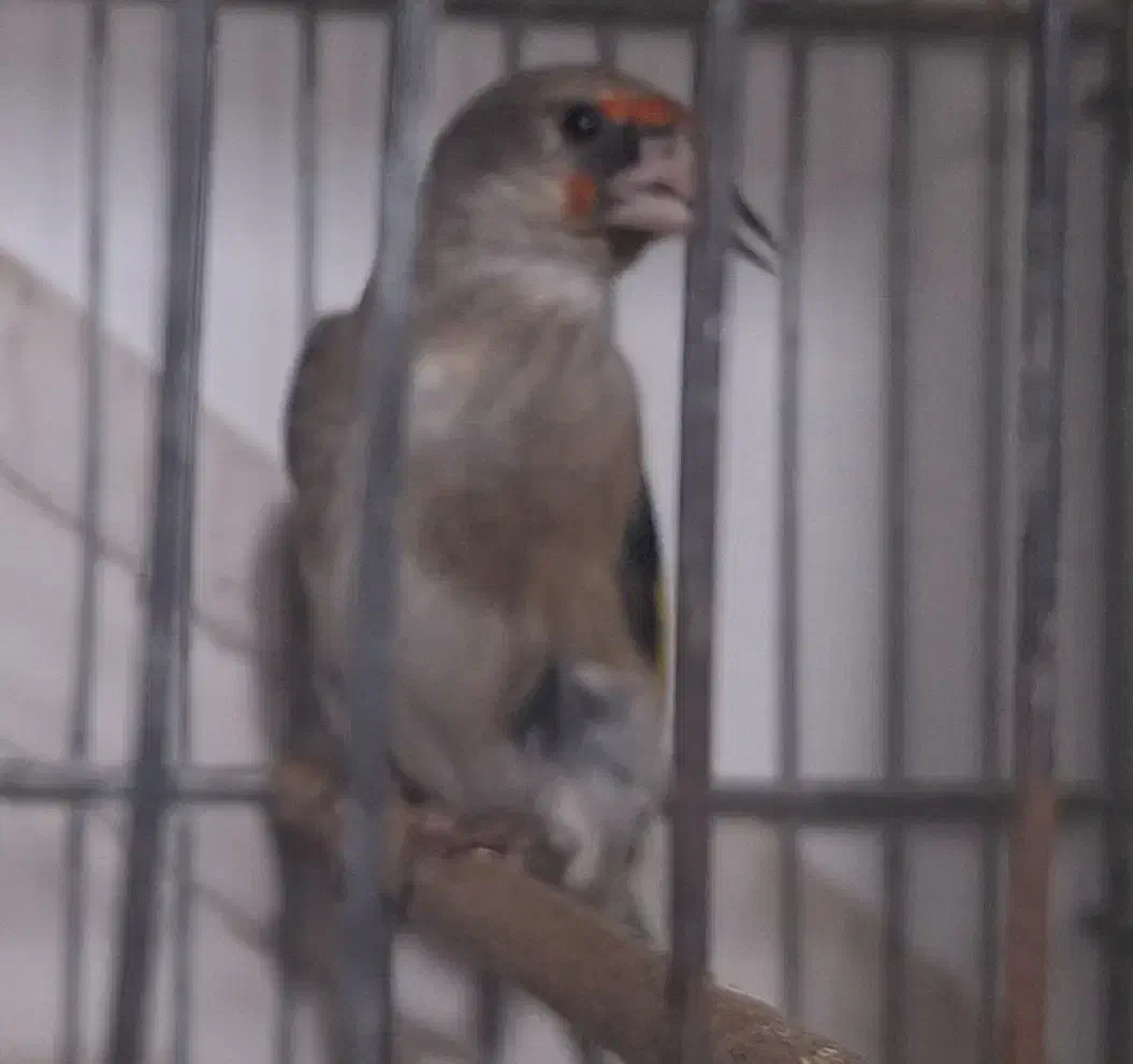 سهر نر و ماده|پرنده|فردیس, شهرک شهید حسینی|دیوار