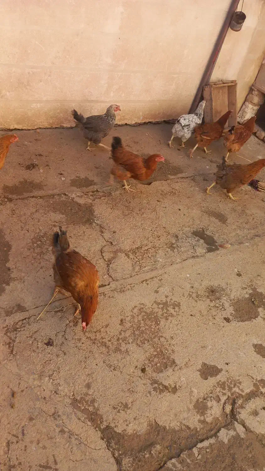 مرغ|حیوانات مزرعه|زاغه, |دیوار