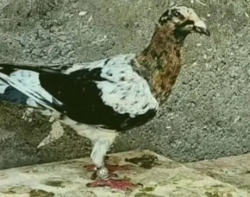 کفتر بوم|حیوانات|مشهد, بهمن|دیوار