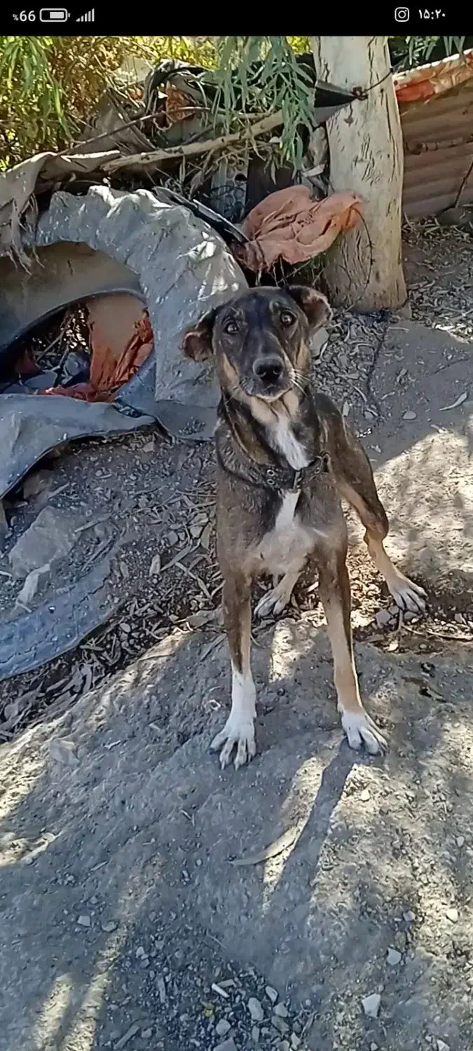 واگزاری سگ|سگ|صالح آباد (ایلام), |دیوار