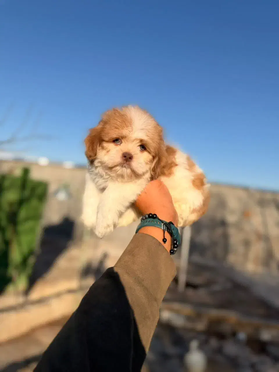 توله پامرانین خرسی عروسکی|سگ|شیراز, دکتر حسابی|دیوار