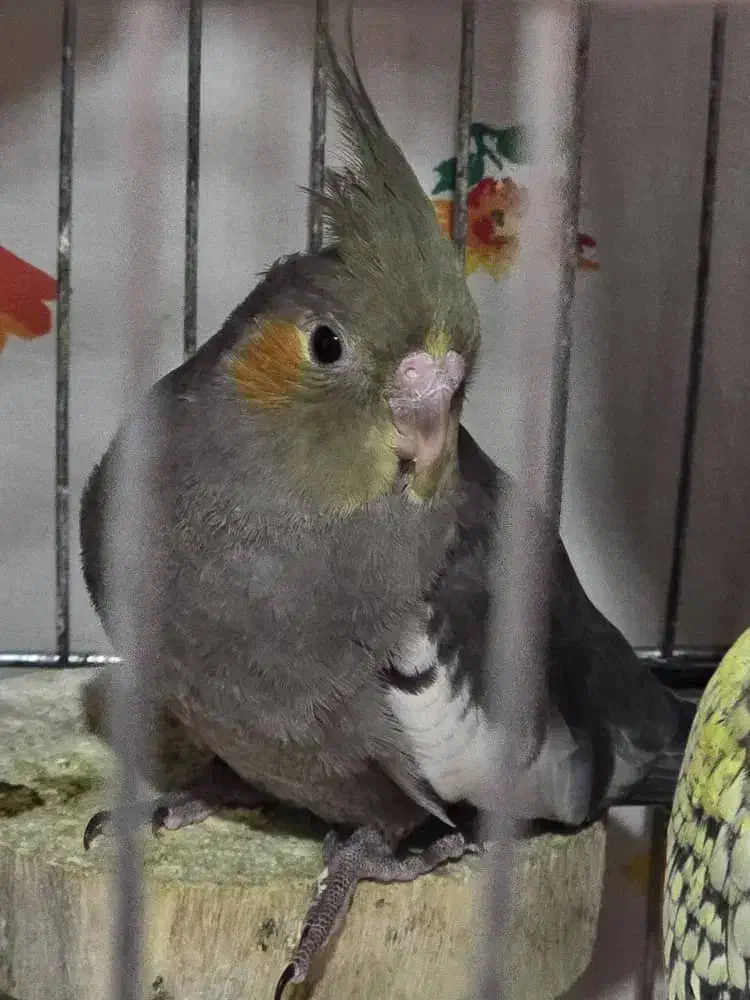 عروس هلندی|پرنده|نوشهر, |دیوار