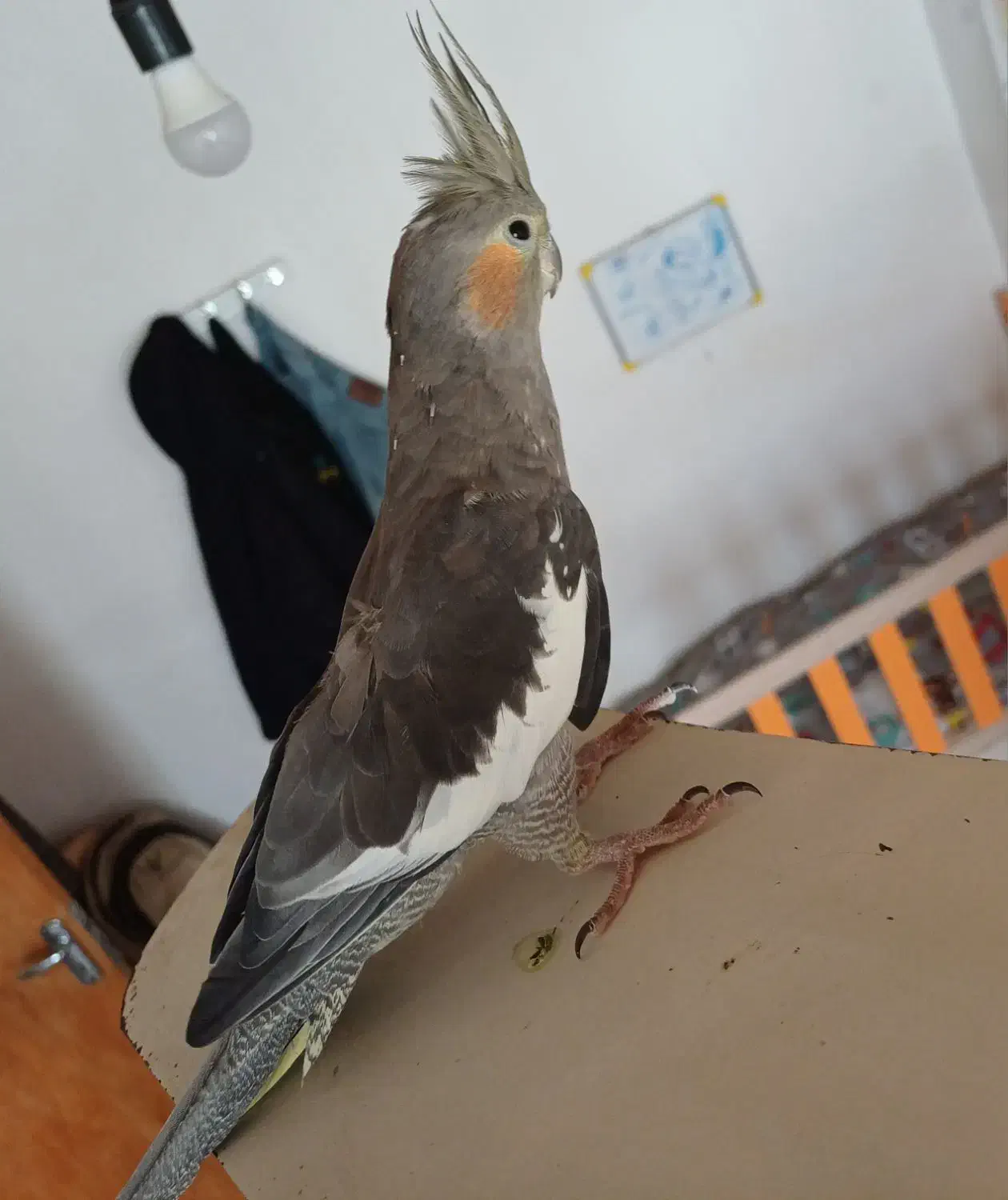 عروس هلندی کم سن|پرنده|مریوان, |دیوار