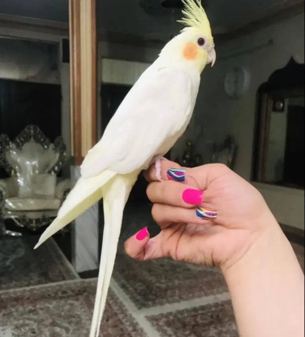 آلبینو .لوتینو .مرواریدی|پرنده|ری, ولی آباد|دیوار