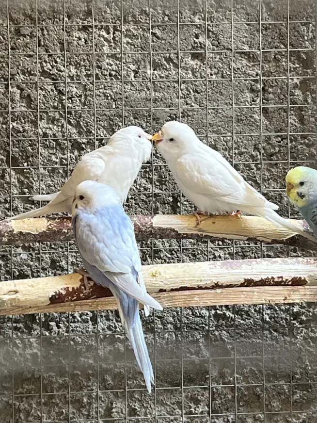 مرغ عشق|پرنده|زاهدان, |دیوار