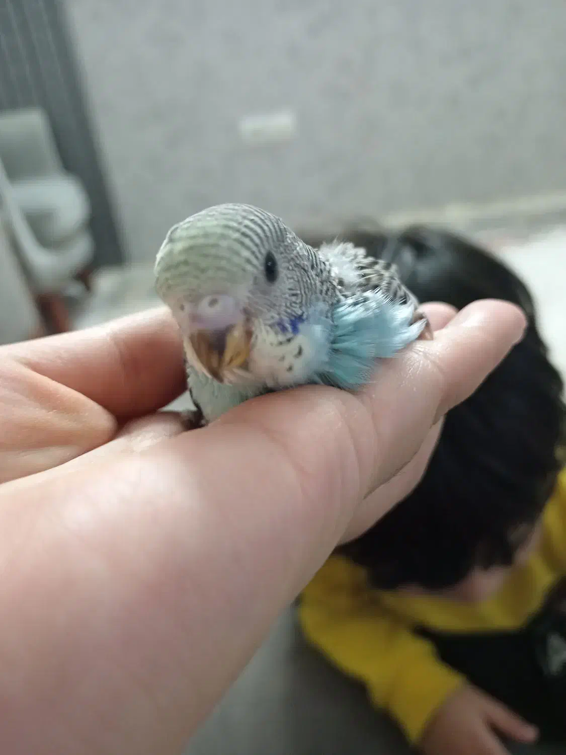 جوجه مرغ عشق|پرنده|مشهد, بهارستان|دیوار