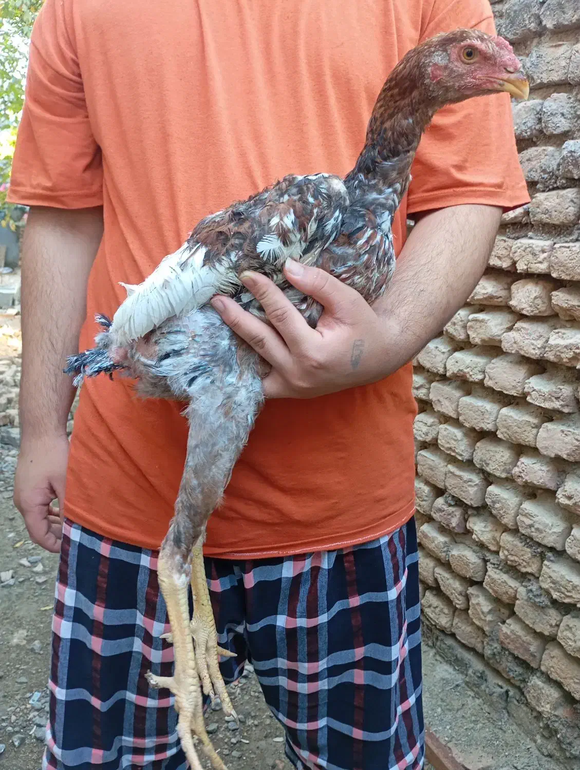 جوجه خروس و مرغ لاری|حیوانات مزرعه|گرگان, |دیوار