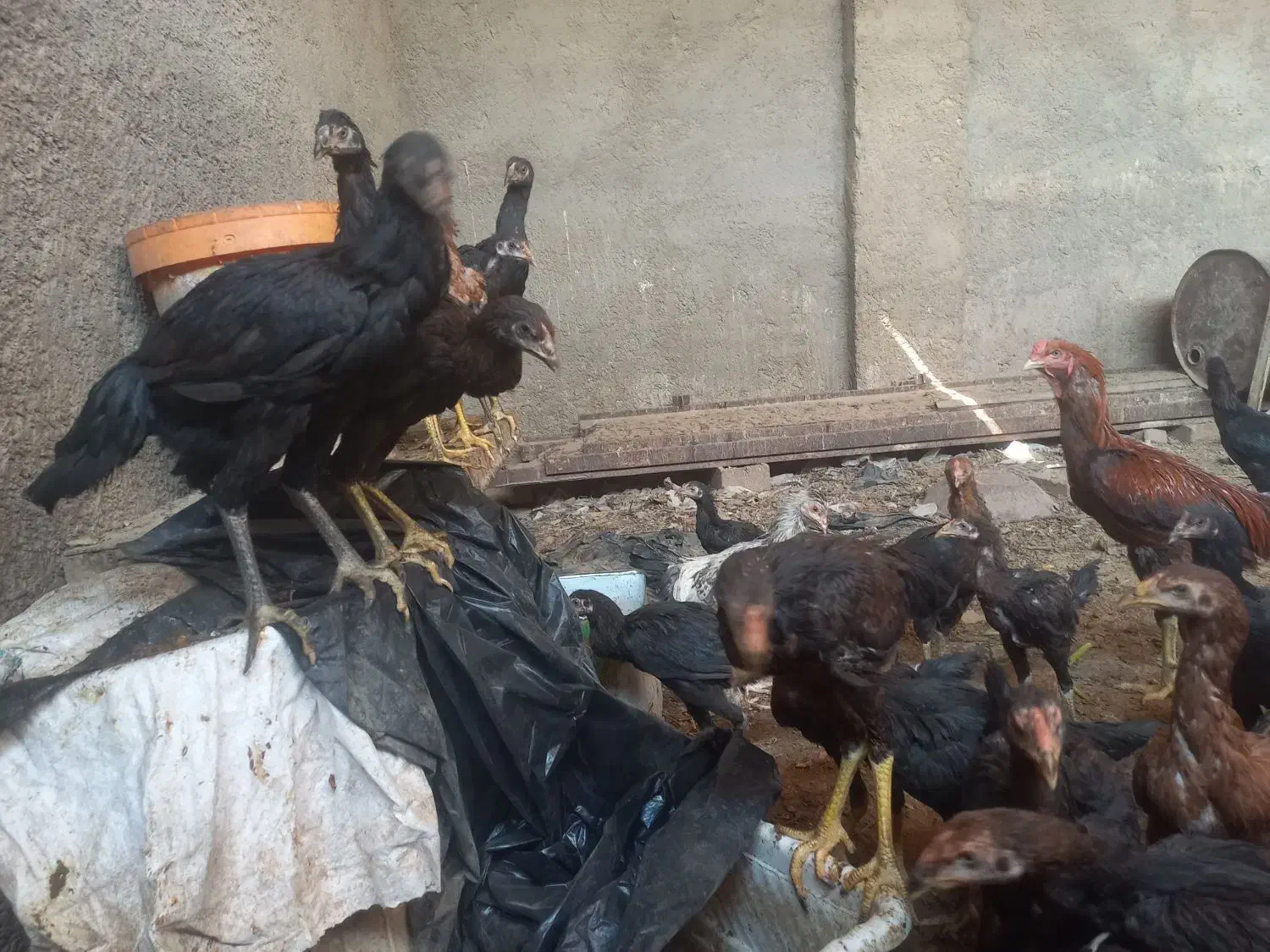 جوجه لاری|حیوانات مزرعه|یزد, |دیوار