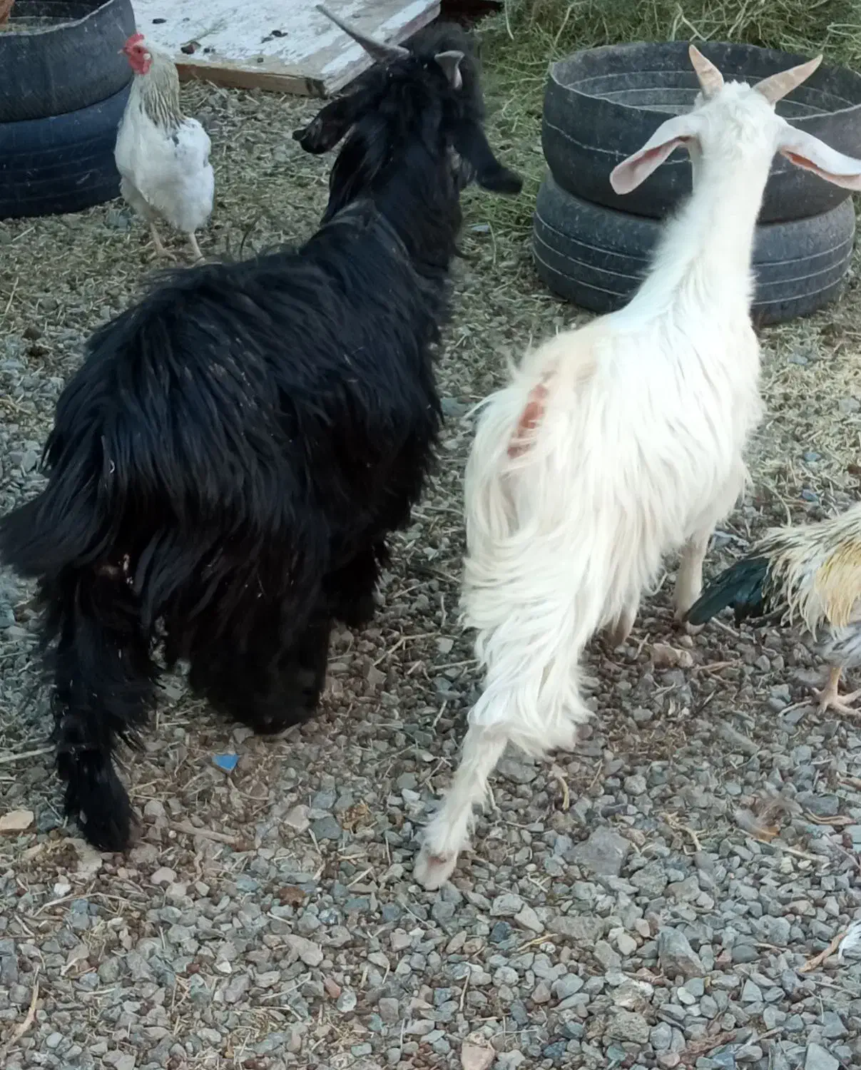 بزغاله .نهبندان|حیوانات مزرعه|نهبندان, |دیوار