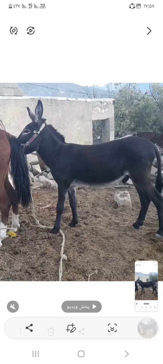 الاغ فروش|حیوانات مزرعه|لوداب, |دیوار