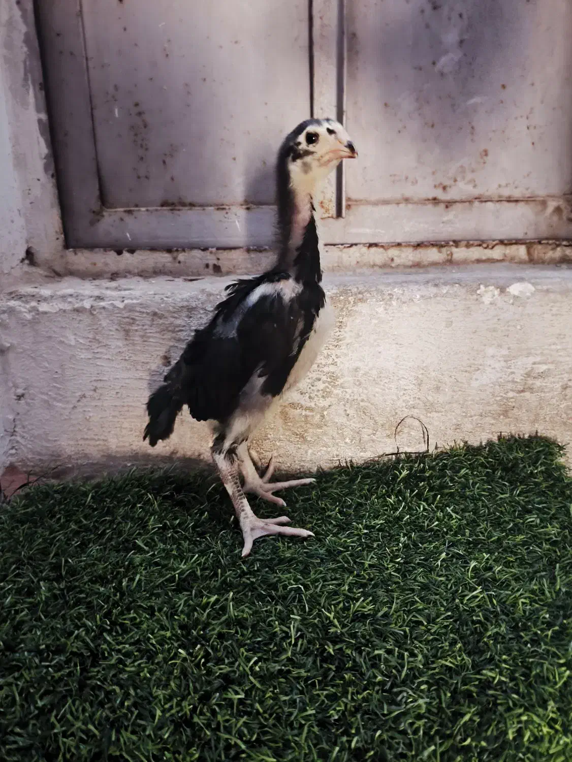 جوجه اوشامو|حیوانات مزرعه|صباشهر, |دیوار