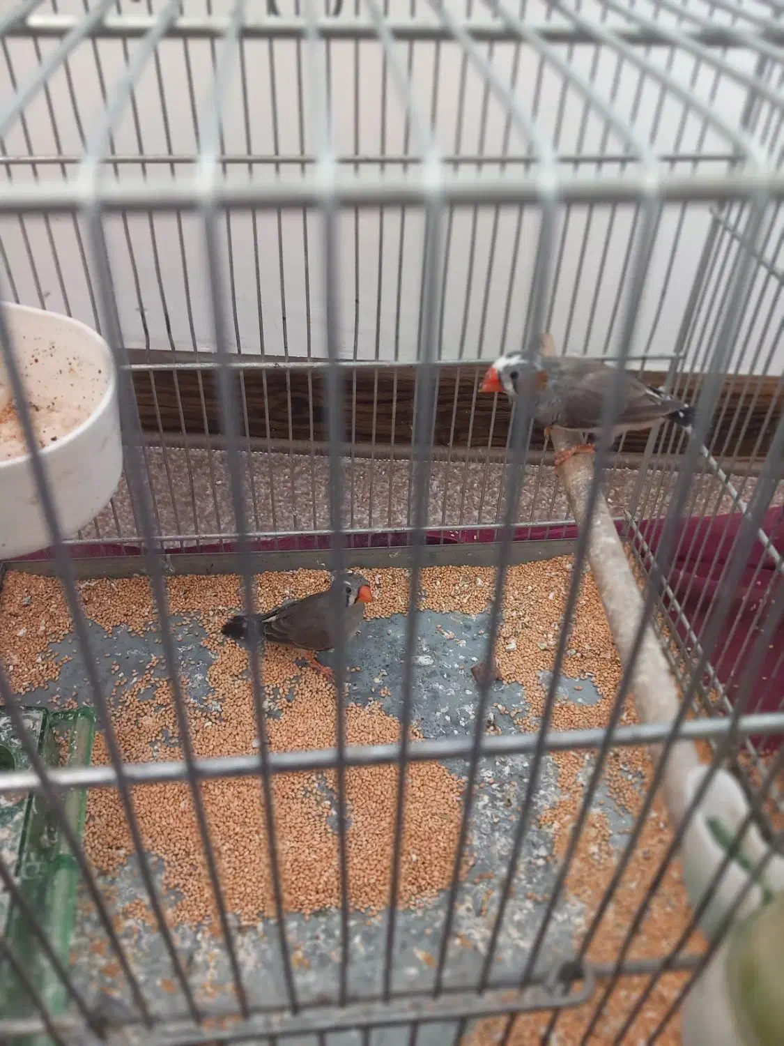 فنج|پرنده|مشکین‌دشت, |دیوار