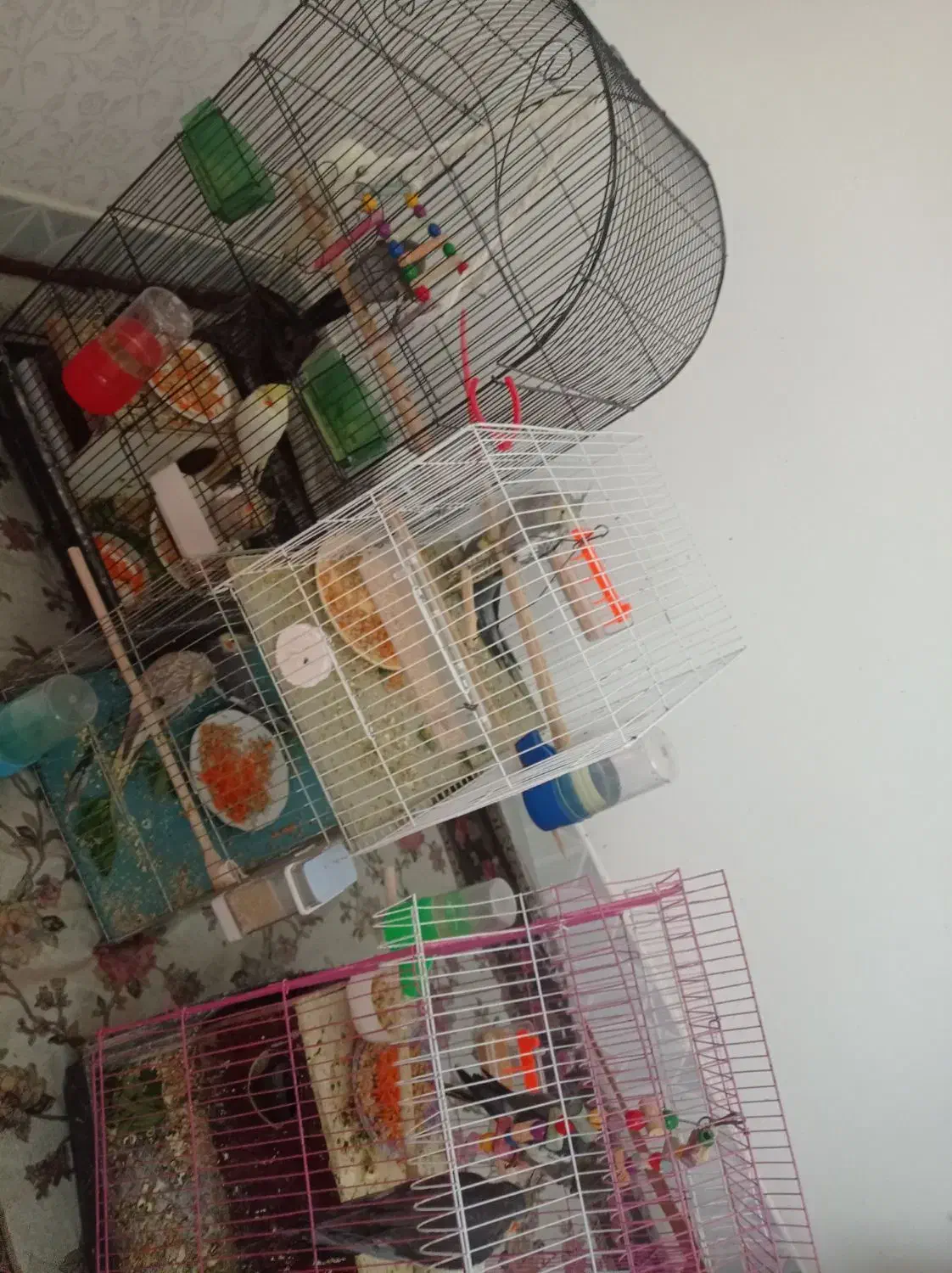 عروس هلندی|پرنده|زهک, |دیوار