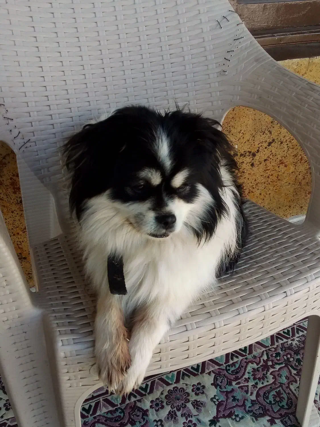 پا کوتاه فوقولاده زیبا و جوان تربیت شده|سگ|ساری, |دیوار