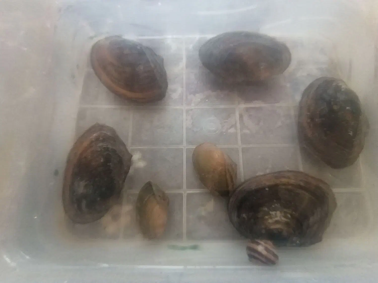 صدف دریای زنده|ماهی|دزفول, |دیوار