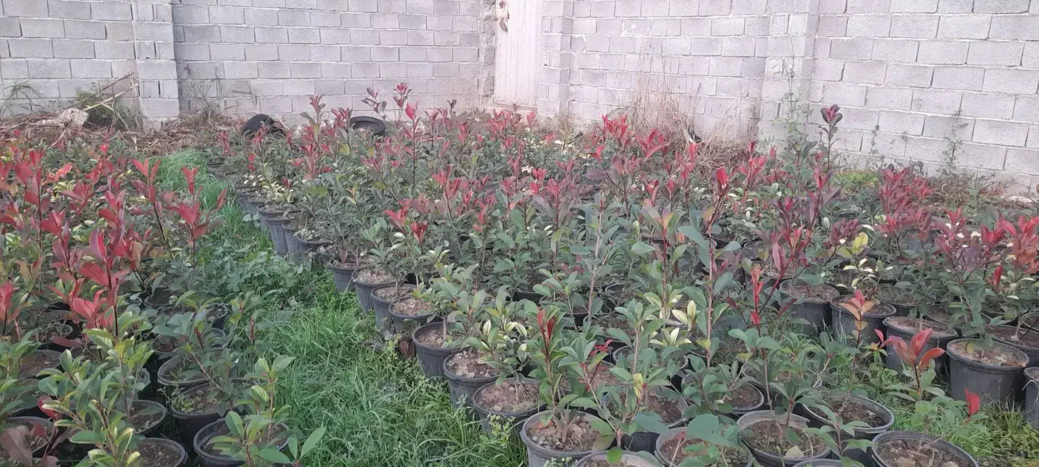 فروش فتونیا|خدمات باغبانی و درختکاری|خرمآباد (تنکابن), |دیوار