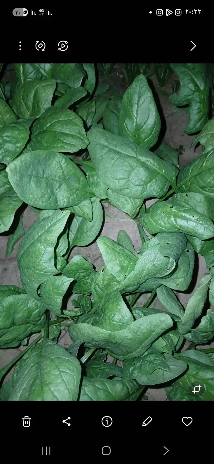 سبزی شوید|حراج|علی‌آباد کتول, |دیوار