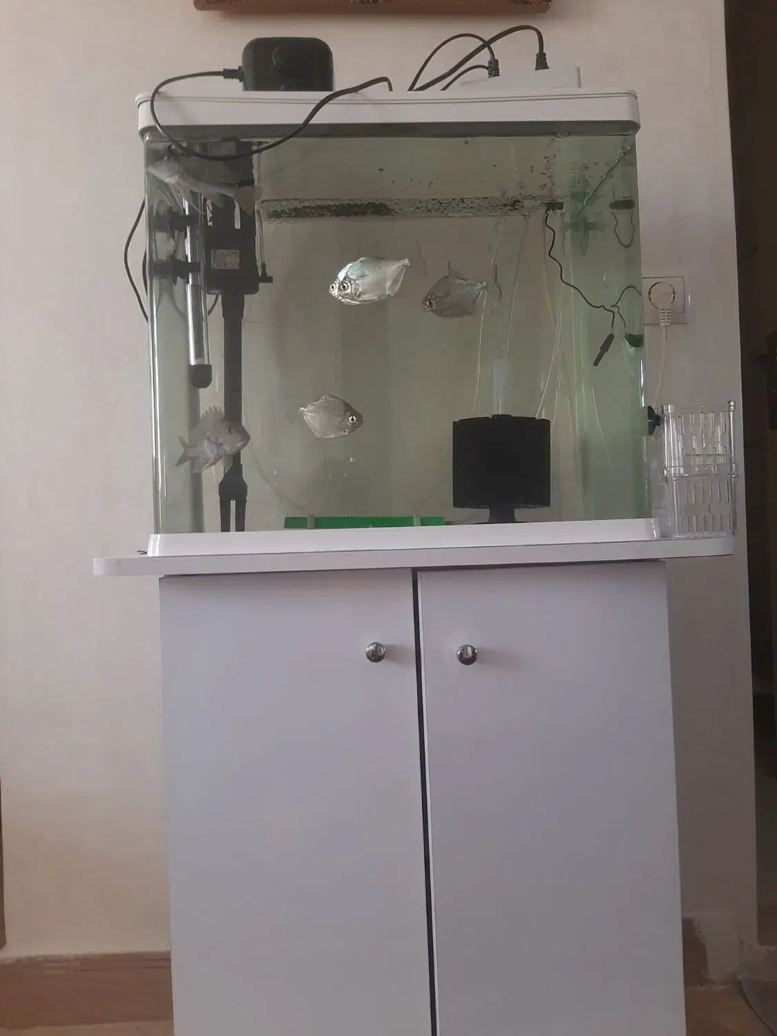 اکواریوم دلسا|ماهی|اندیشه, اندیشه فاز ۲|دیوار