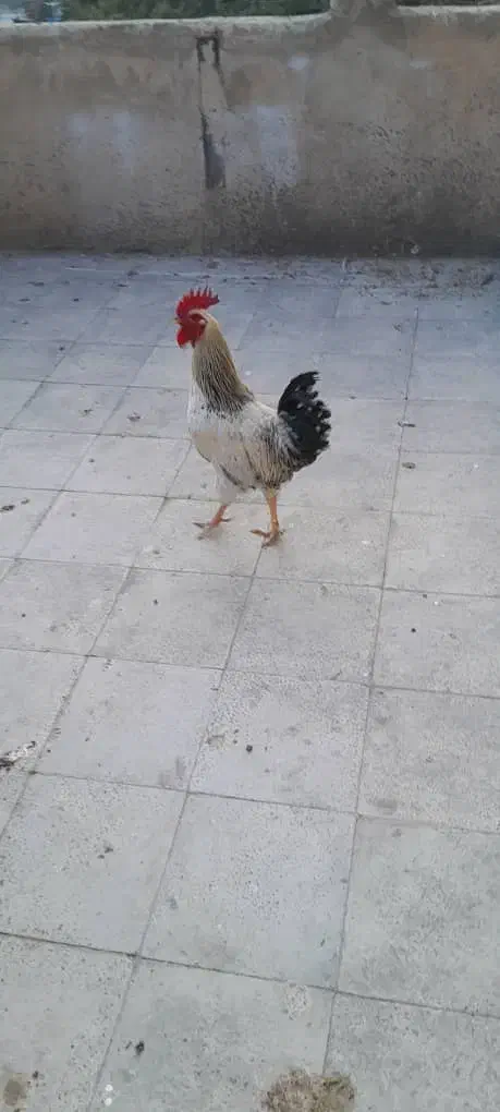 خروس|حیوانات مزرعه|تهران, مقدم|دیوار