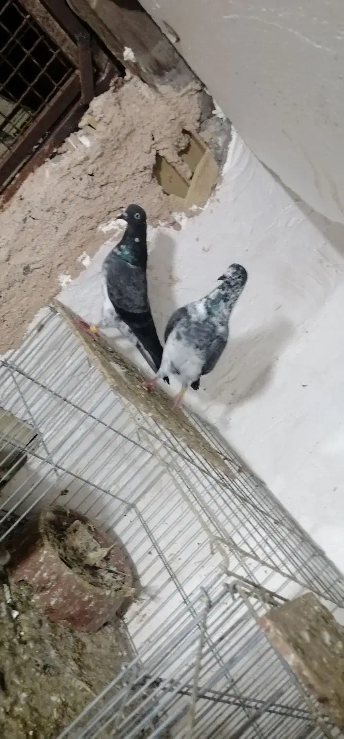 جفت کبوتر چپرا|پرنده|میناب, |دیوار