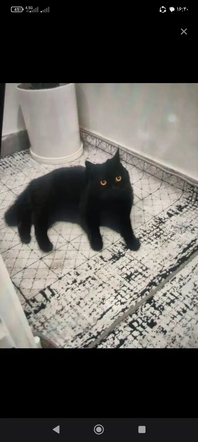 گربه گمشده|حیوانات|قزوین, |دیوار