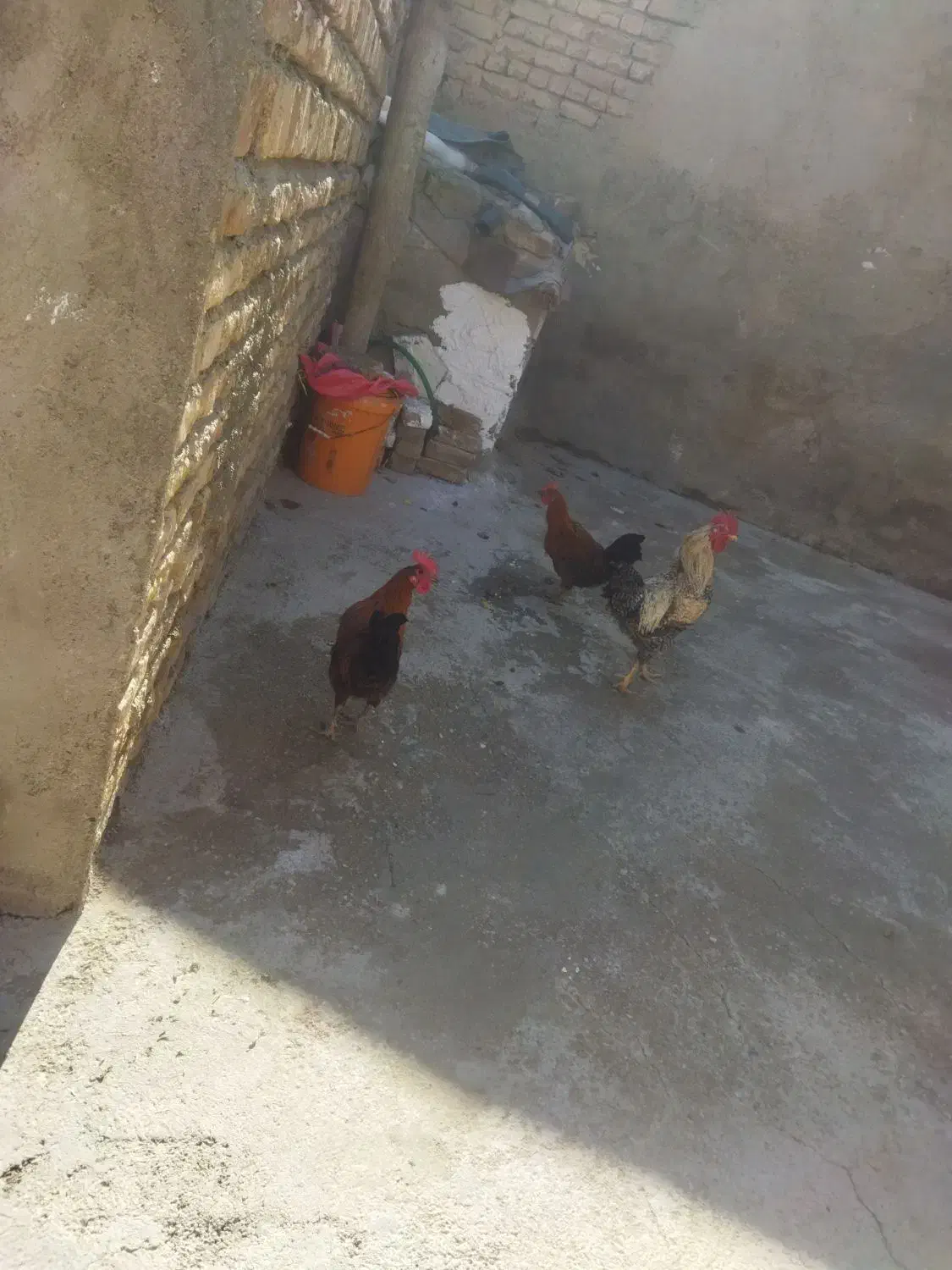 سه عدد خروس|پرنده|بروجرد, |دیوار