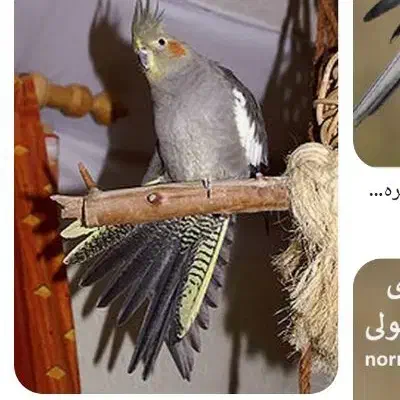 گُم شده|حیوانات|شادگان, |دیوار