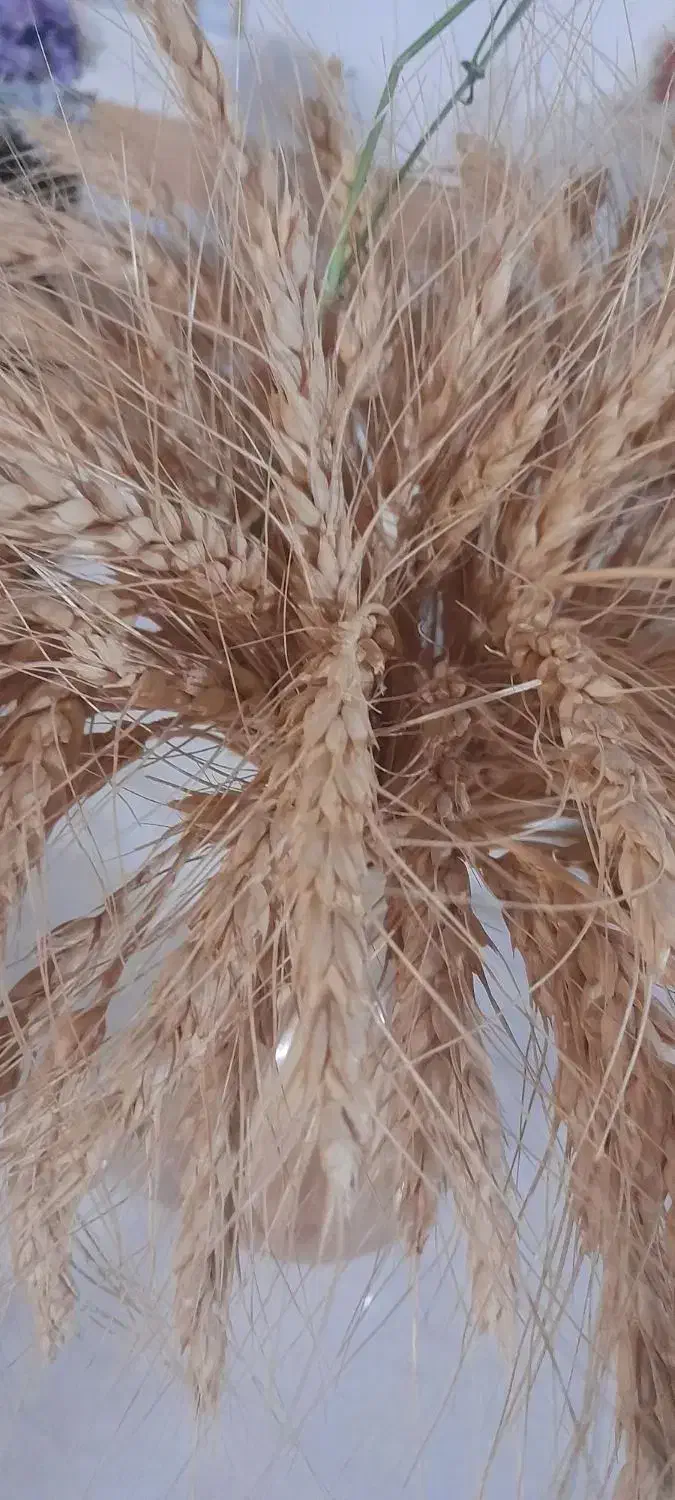 گندم دیم باران ،|عمده‌فروشی|خرم‌آباد, |دیوار