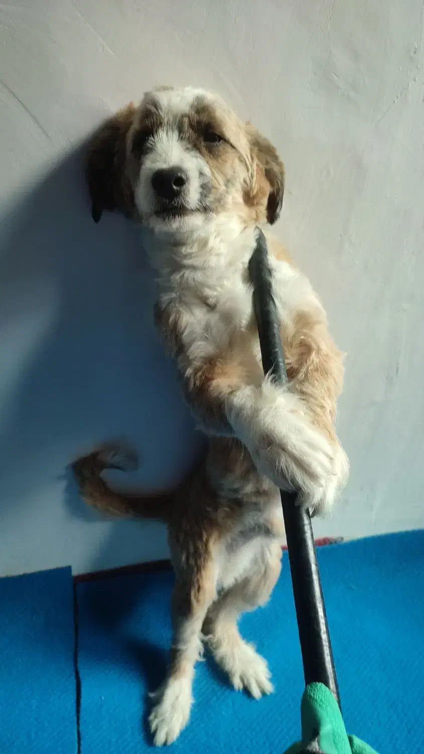 سگ شیتزو تریر|سگ|شاهدشهر, |دیوار