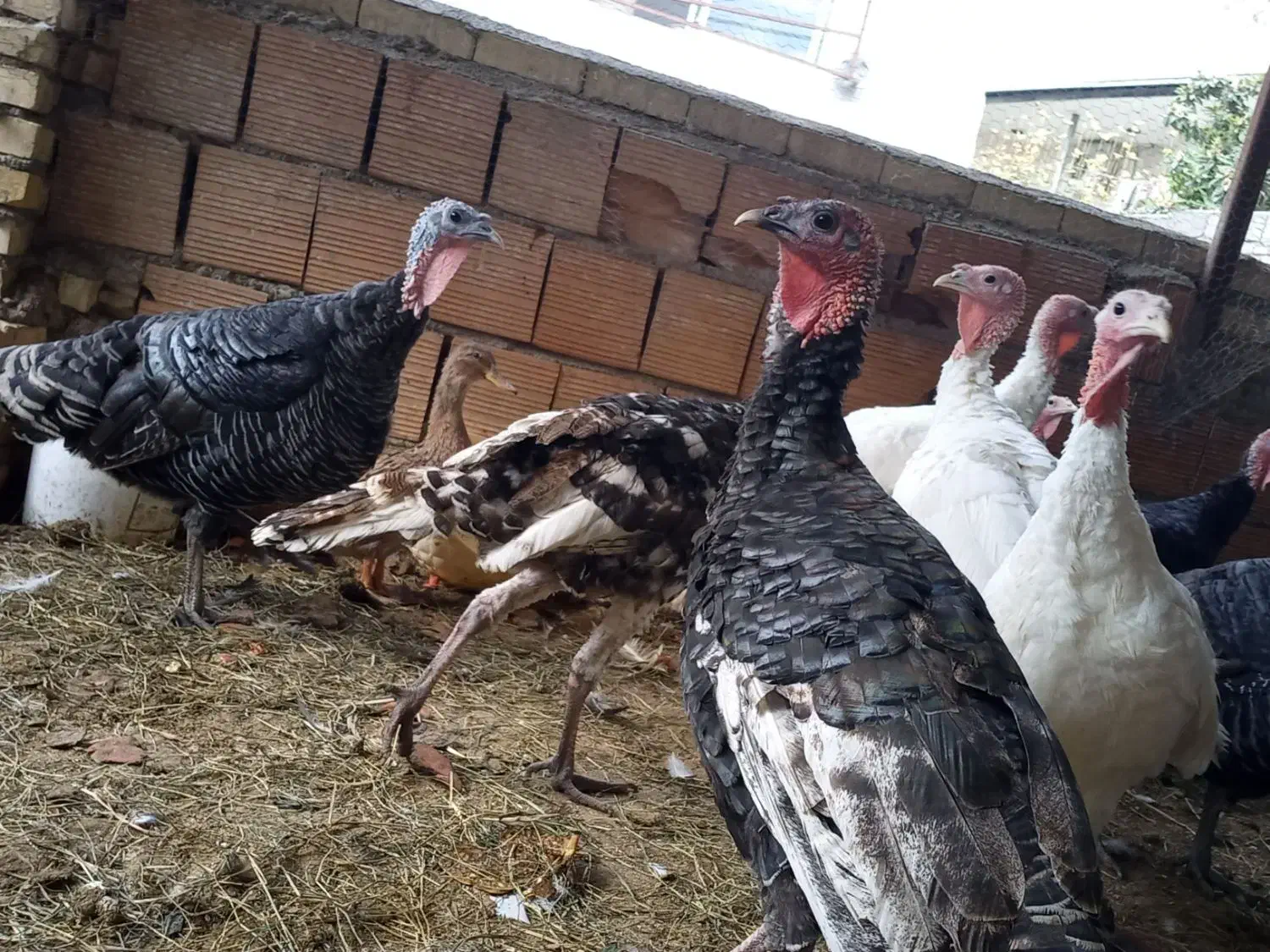 بوقلمون محلی وارگانیک|حیوانات مزرعه|سرخنکلاته, |دیوار