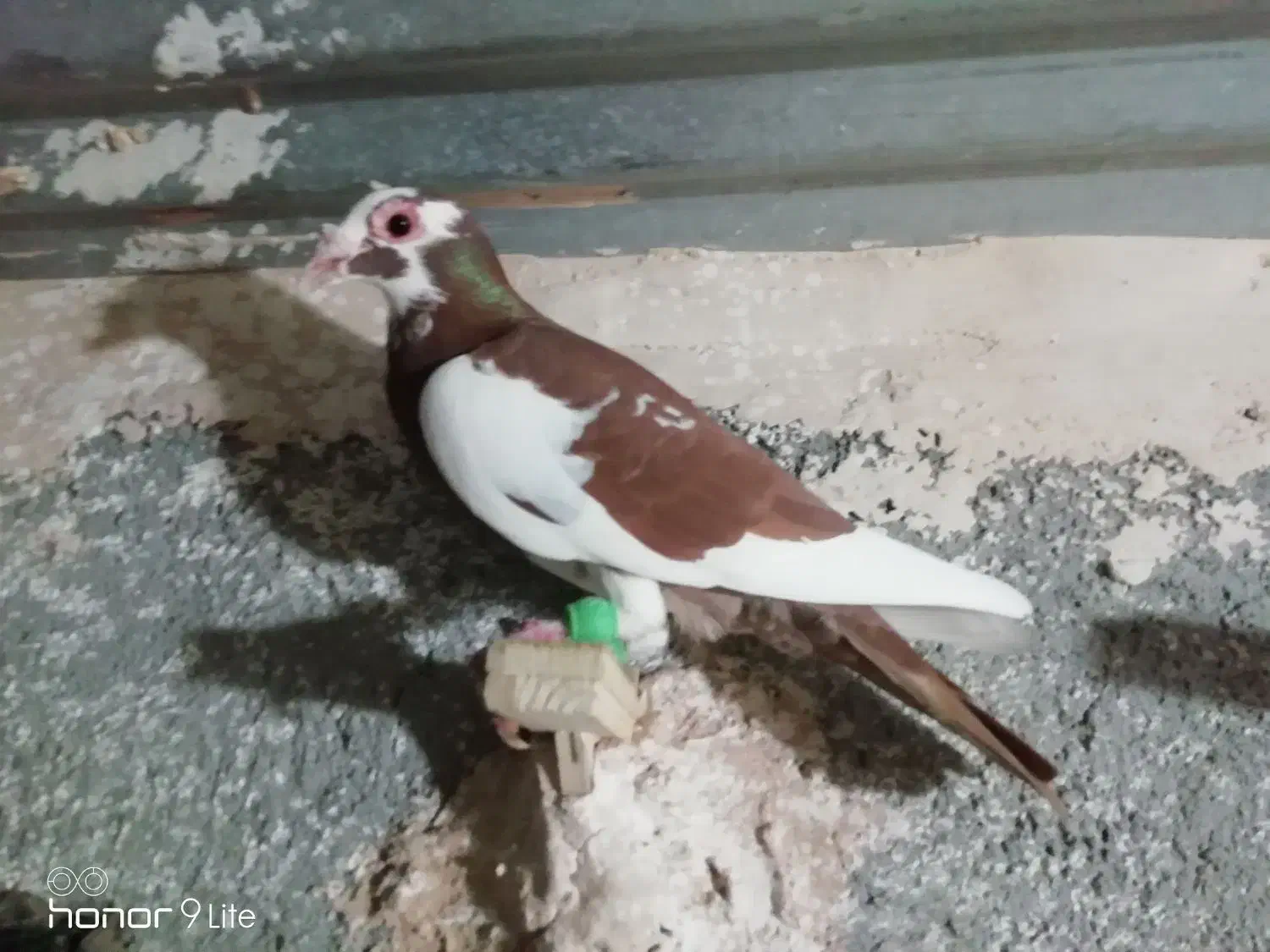 کفتر|پرنده|مشهد, الهیه|دیوار