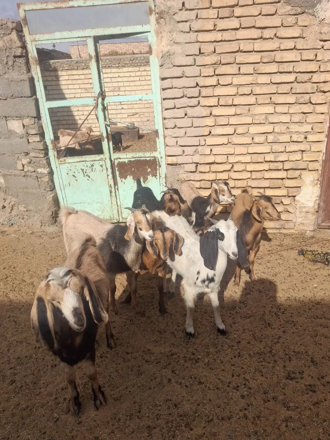 کره چاق|حیوانات مزرعه|کوهبنان, |دیوار