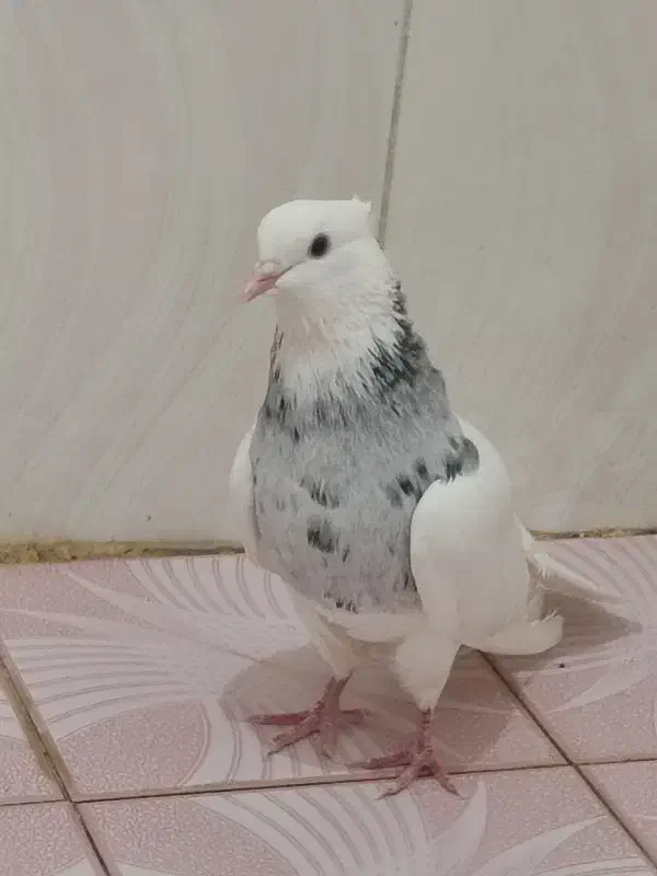 کبوتر طوقی الماسی|پرنده|آبپخش, |دیوار