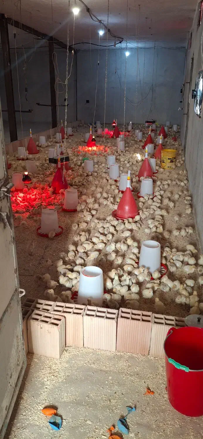 تخم نطفه دار بوقلمون|حیوانات مزرعه|مشهد, شهرک ابوذر|دیوار