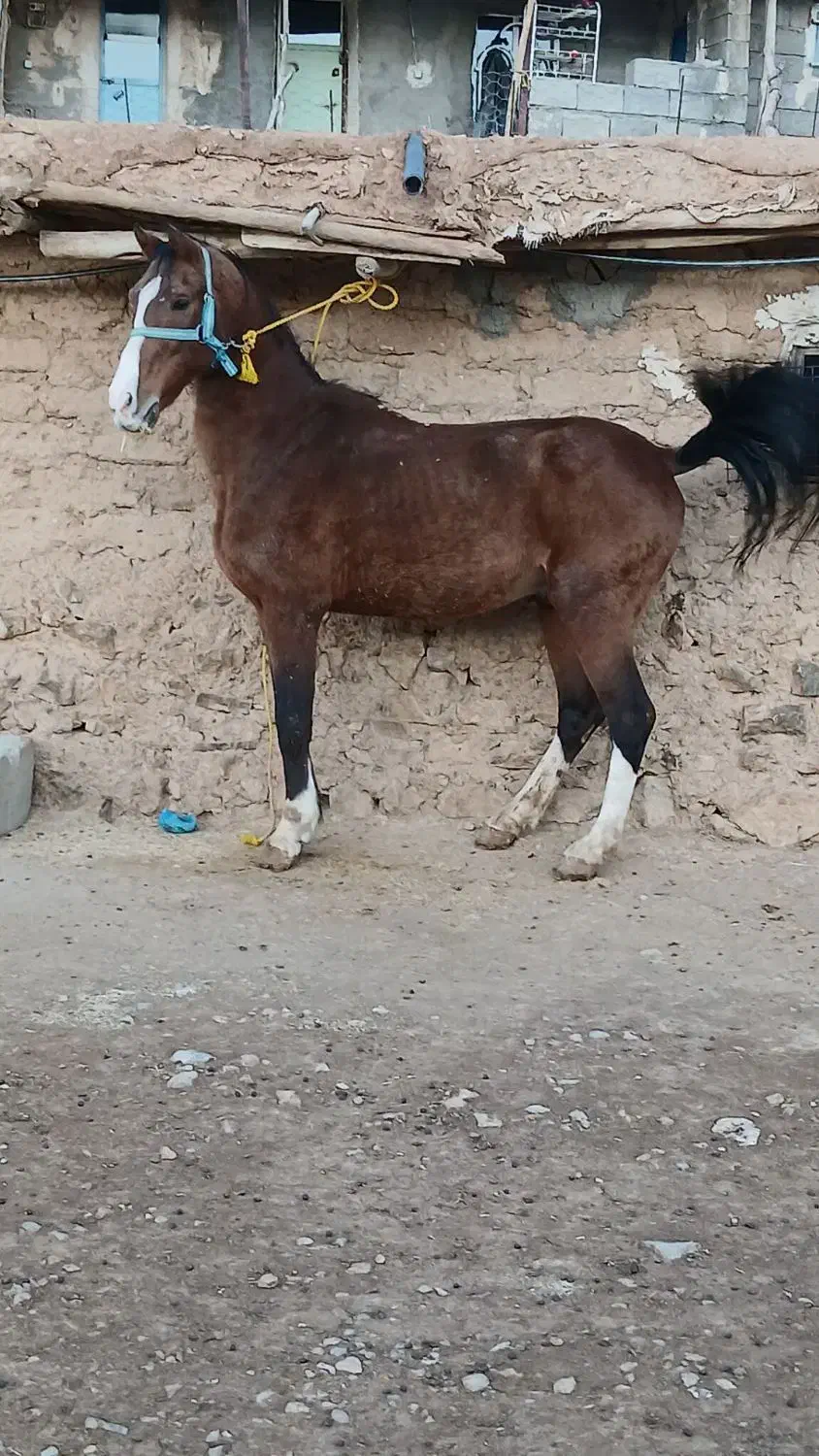 خرید فروش انواع اسب مادیان|اسب و تجهیزات اسبسواری|ثلاث باباجانی, |دیوار