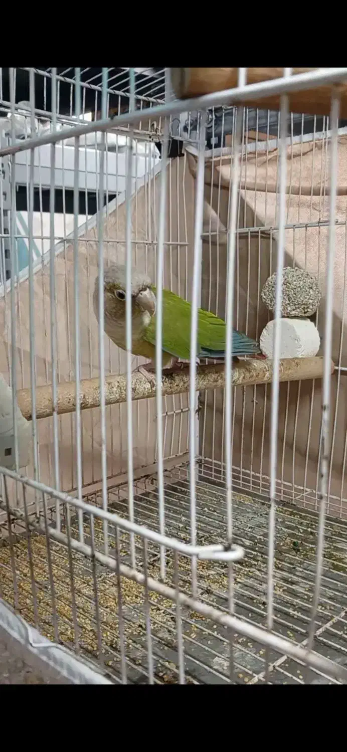 گرینچیک نر بالغ کارداده تستم داره|پرنده|مشهد, شهرک ابوذر|دیوار