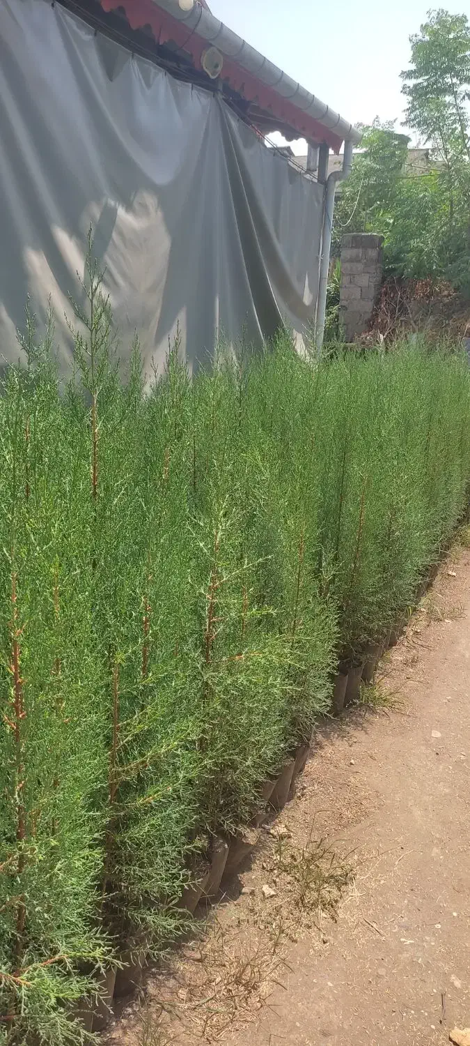 لاوسون ،سروشیراز ،پالم ،افرا|گل و گیاه طبیعی|رودسر, |دیوار