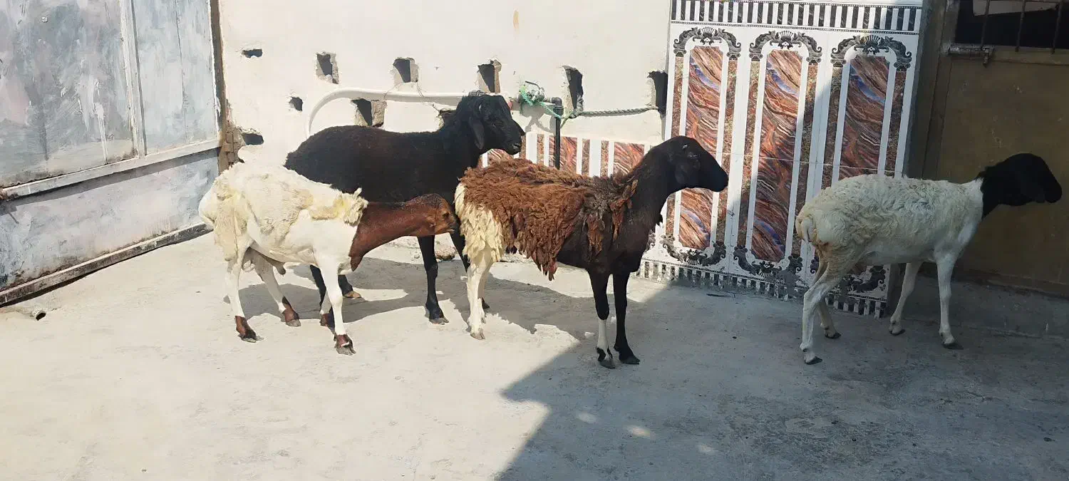 بره نر و ماده|حیوانات مزرعه|قشم, |دیوار