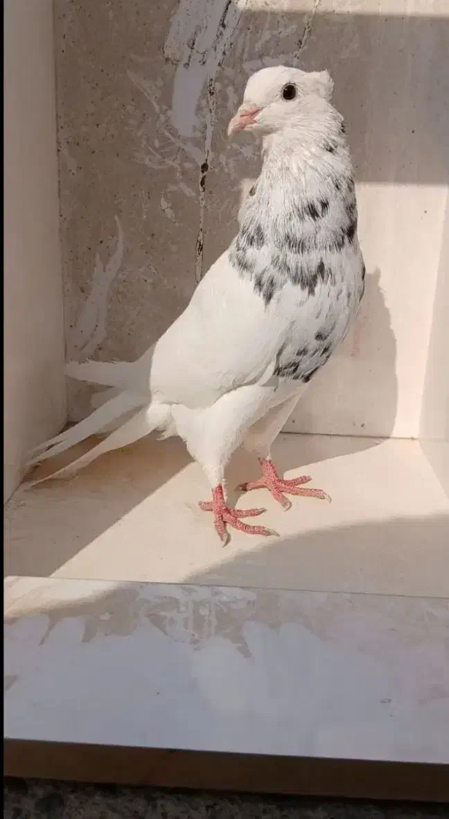 سه عدد طوقی|پرنده|کرمان, |دیوار