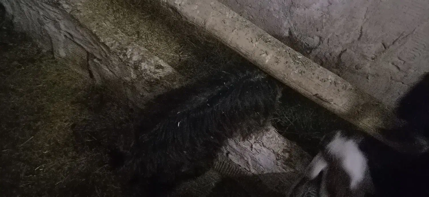 بزغاله ماده|حیوانات مزرعه|چناران, |دیوار