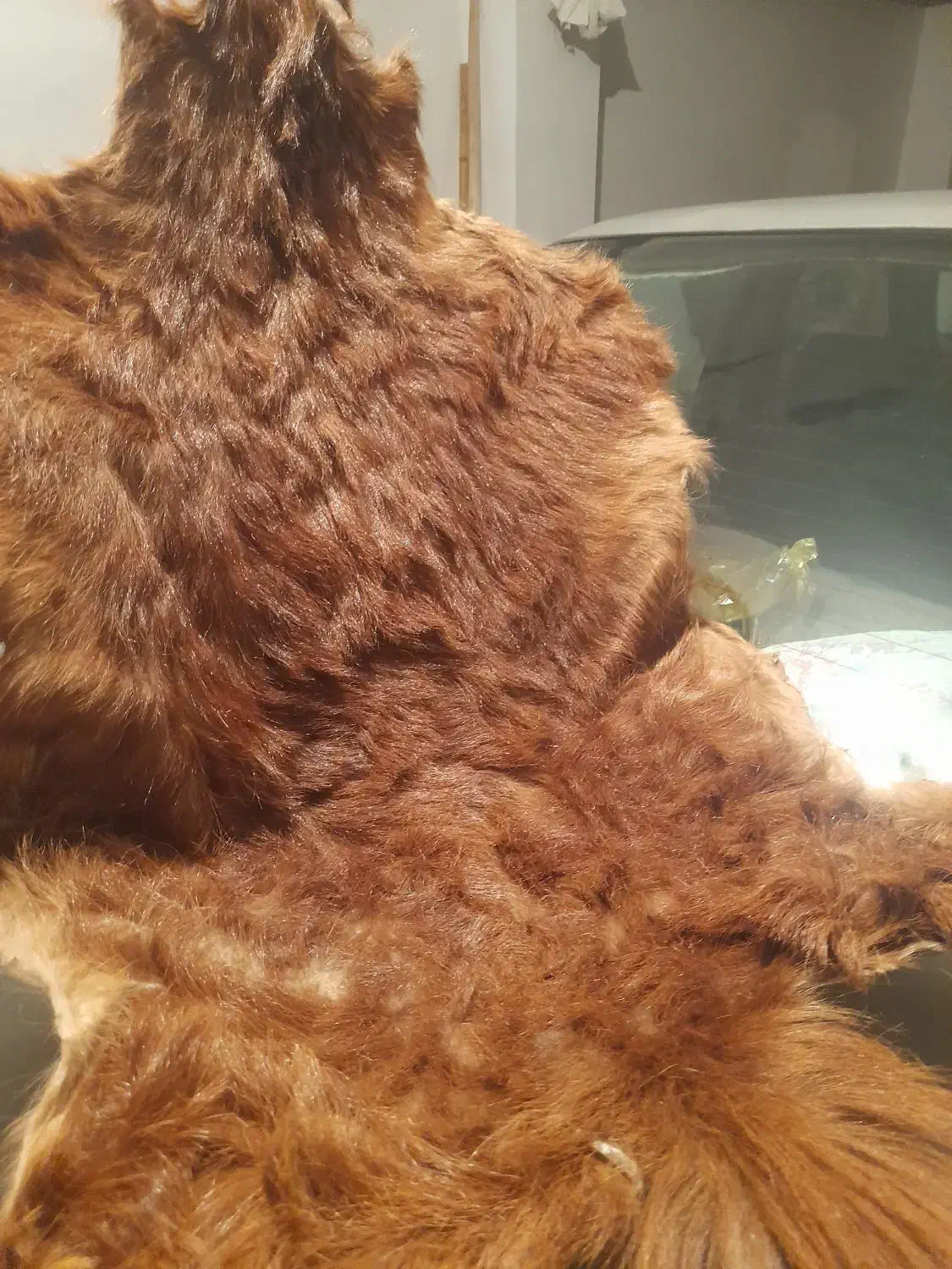 فروش پوست بز|فرش|ارومیه, |دیوار