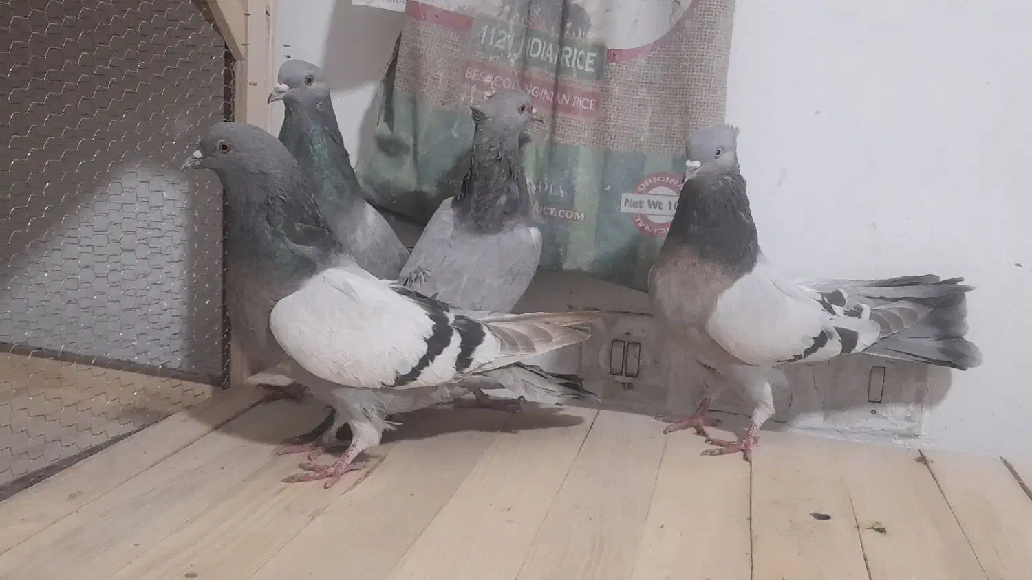 کبوتر اصفهانی خاکی کاغذی|پرنده|برخوار, |دیوار