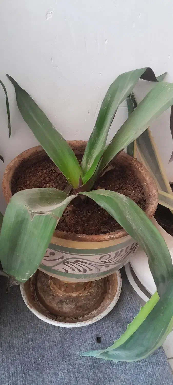 گل اپارتمانی|گل و گیاه طبیعی|مشهد, کلاکوب|دیوار