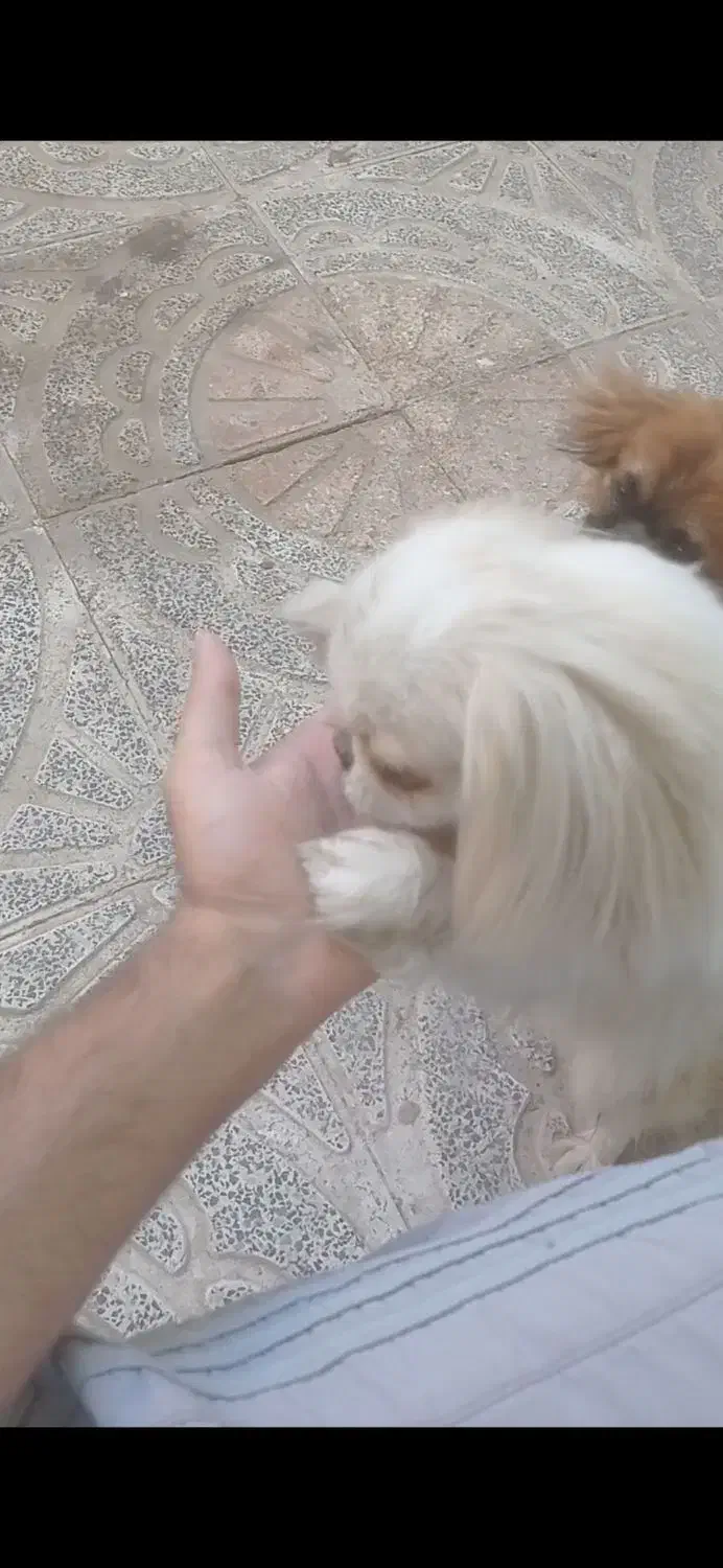 پیکینیز امپریال|سگ|ملایر, |دیوار