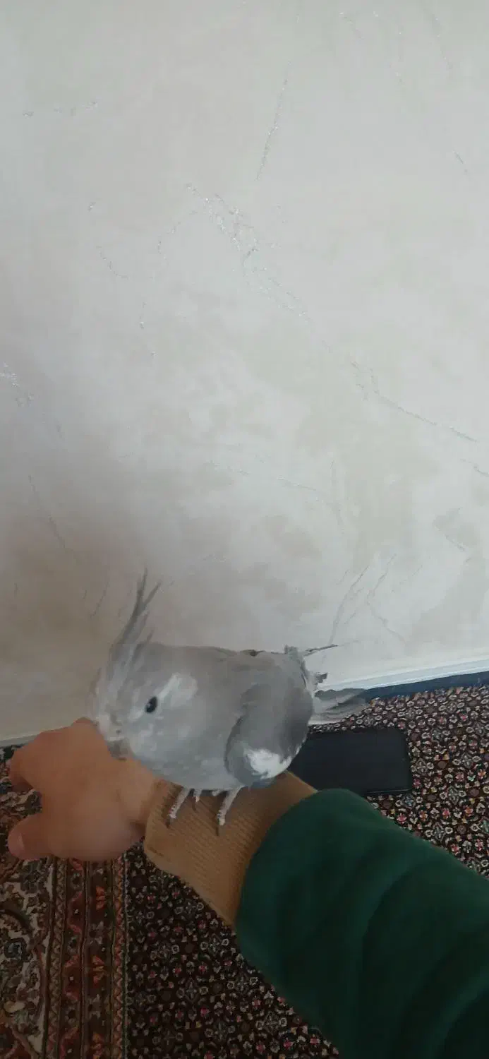 پرنده دستی با قفس|پرنده|تهران, مشیریه|دیوار