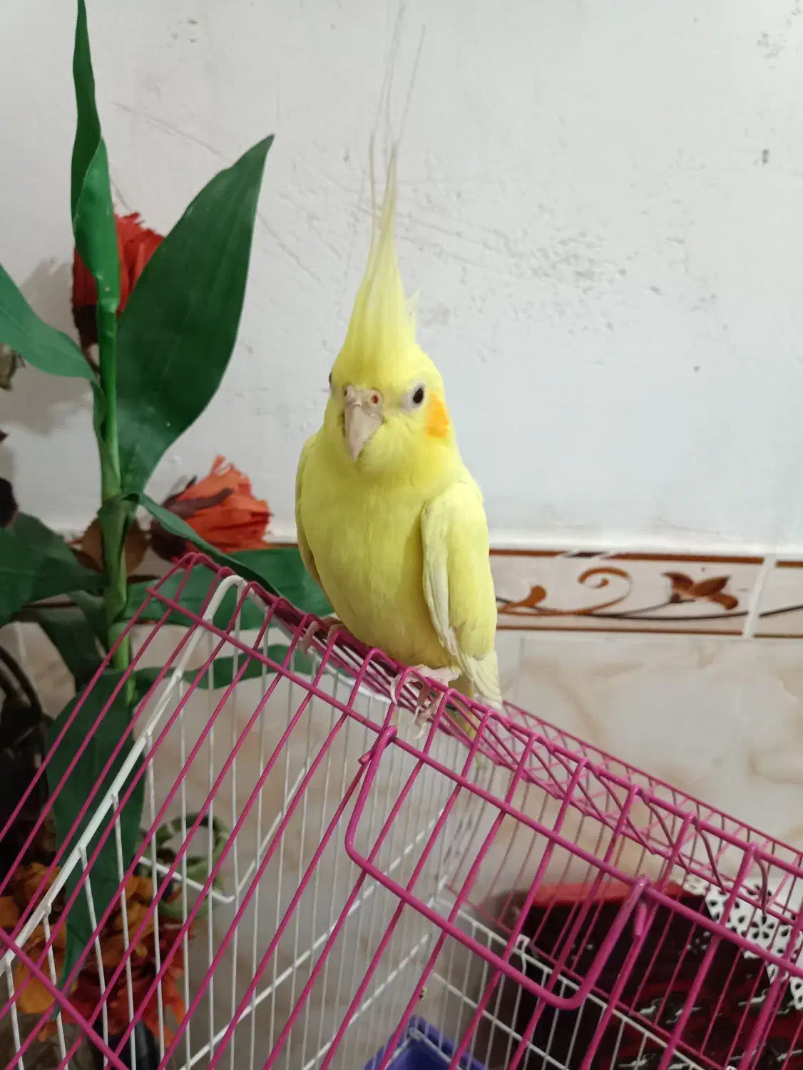 عروس هلندی لوتینو۱۲ماهه بسیار زیبا|پرنده|سنندج, |دیوار