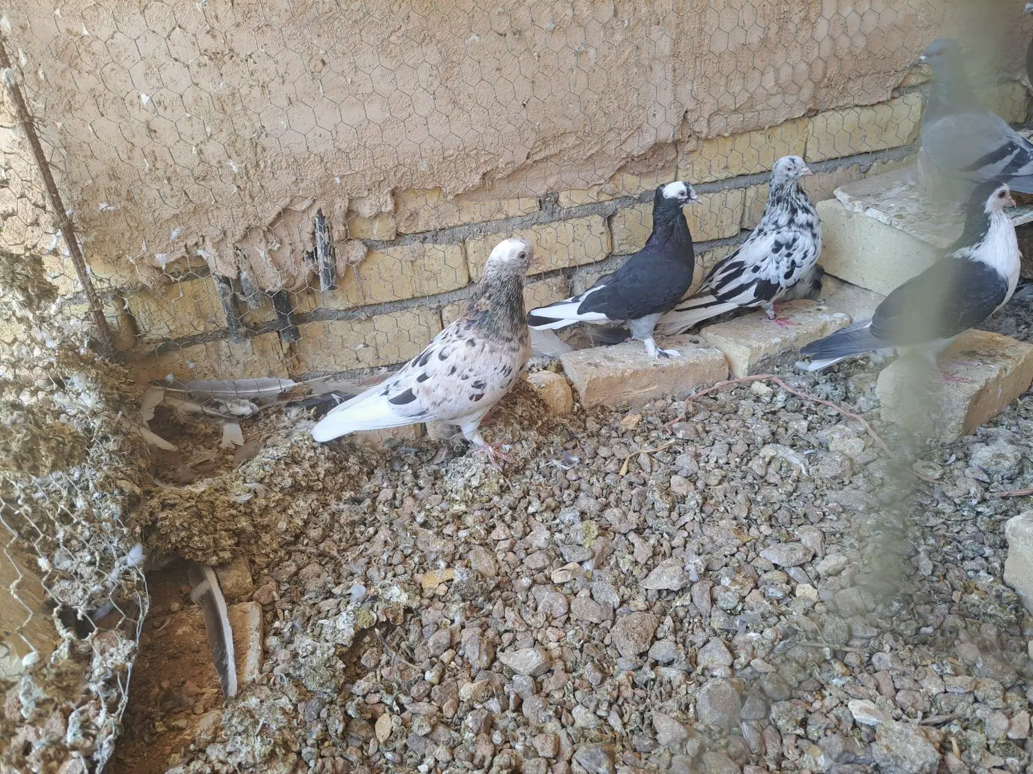 کفتر|پرنده|مبارکه, |دیوار