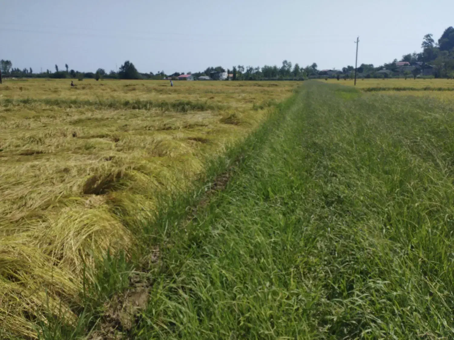 زمین کشاورزی یک لته محلی دونبش در لیسار تالش|فروش زمین و ملک کلنگی|لیسار, |دیوار