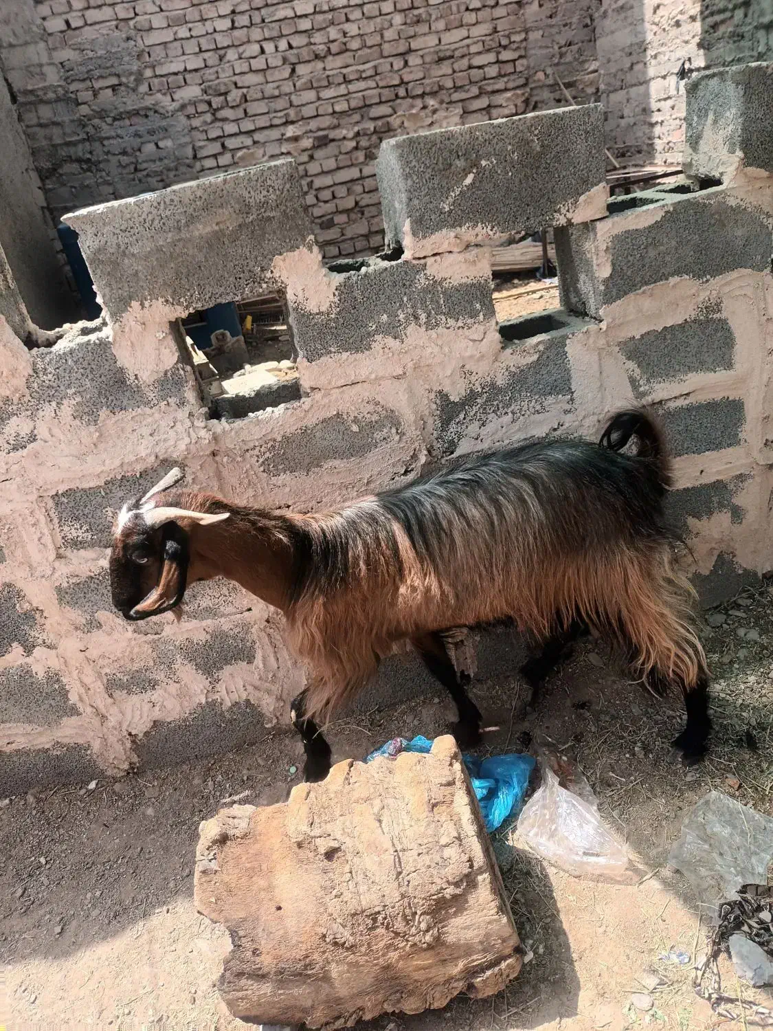 بز گوشتی|حیوانات مزرعه|ایرانشهر, |دیوار